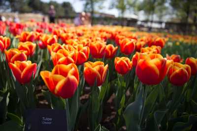 keukenhof-day2/keukenhof-9311-web.jpg