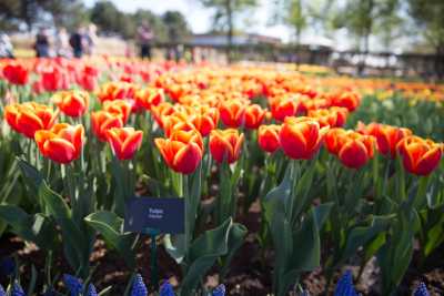 keukenhof-day2/keukenhof-9312-web.jpg