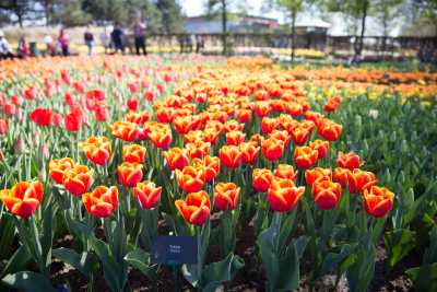 keukenhof-day2/keukenhof-9313-web.jpg