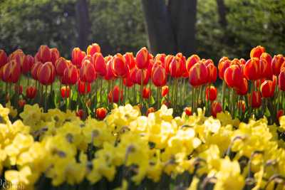 keukenhof2019/_MG_8579-web.jpg