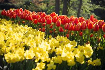 keukenhof2019/_MG_8581-web.jpg