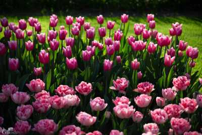 keukenhof2019/_MG_8607-web.jpg