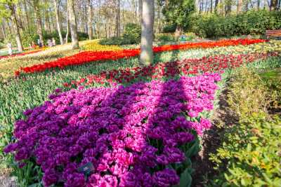 keukenhof2019/_MG_8624-web.jpg