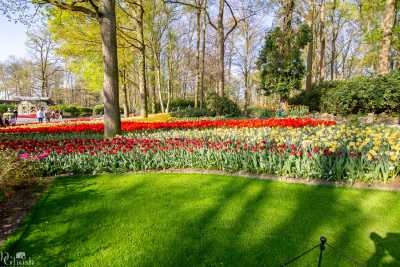 keukenhof2019/_MG_8638-web.jpg