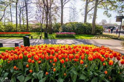 keukenhof2019/_MG_8642-web.jpg