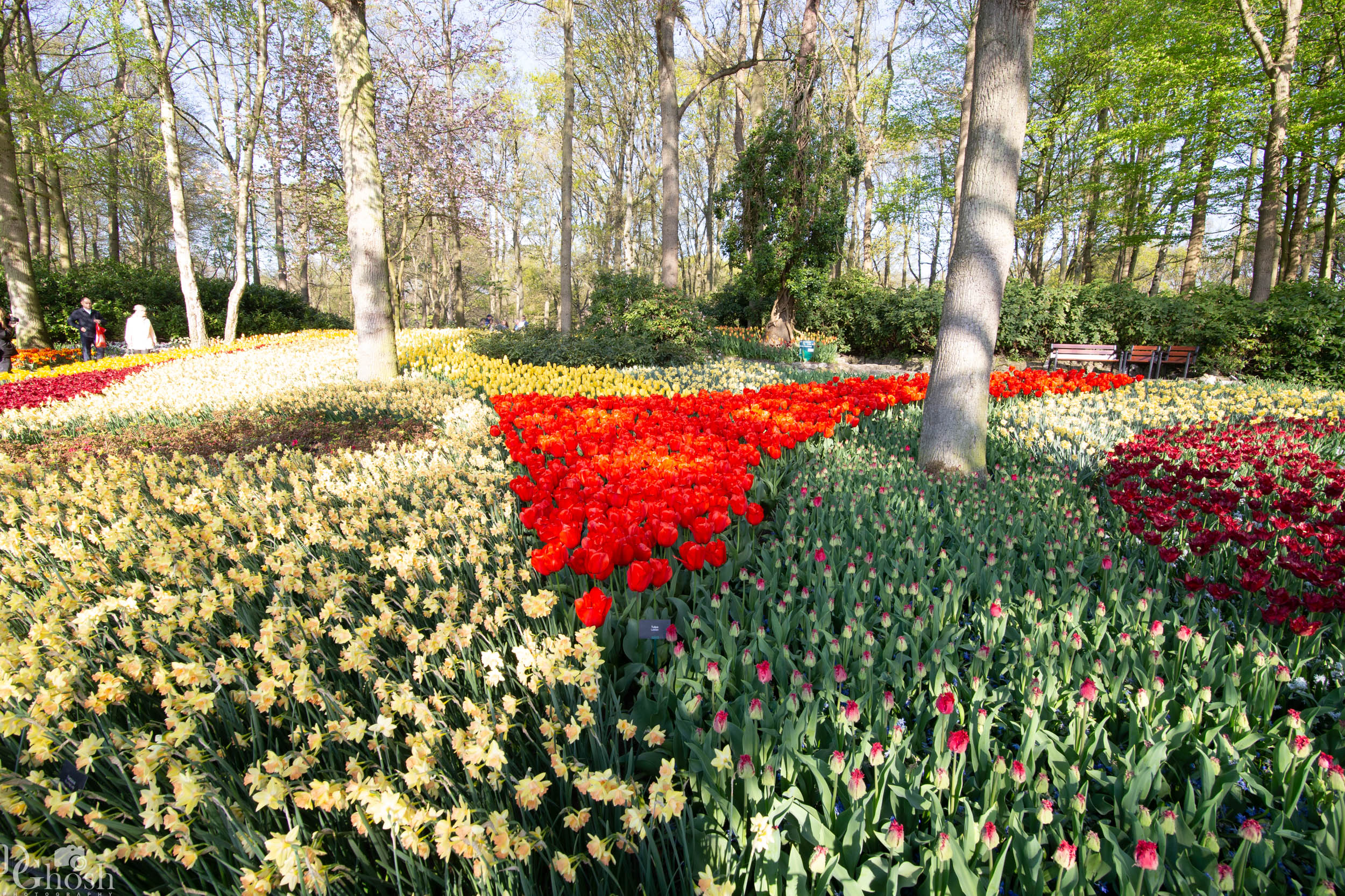 keukenhof2019/_MG_8647-web.jpg