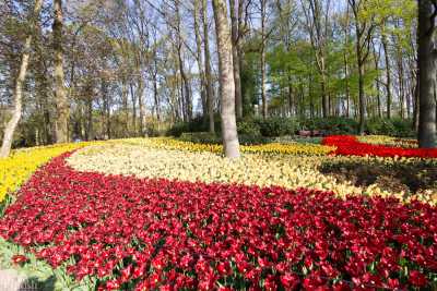 keukenhof2019/_MG_8649-web.jpg