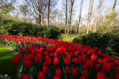 keukenhof2019/_MG_8661-web.jpg