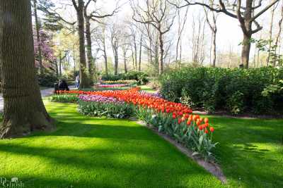 keukenhof2019/_MG_8673-web.jpg