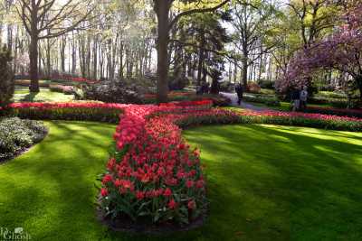 keukenhof2019/_MG_8678-web.jpg