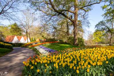 keukenhof2019/_MG_8683-web.jpg