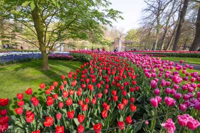 keukenhof2019/_MG_8709-web.jpg