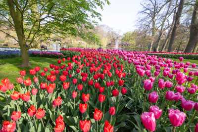 keukenhof2019/_MG_8714-web.jpg