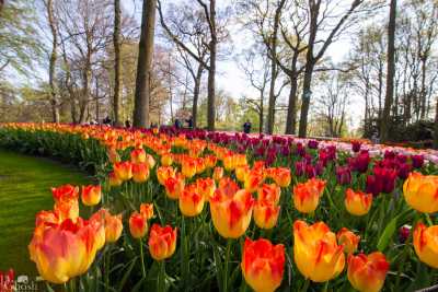 keukenhof2019/_MG_8725-web.jpg