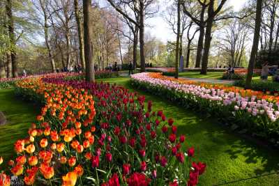 keukenhof2019/_MG_8727-web.jpg