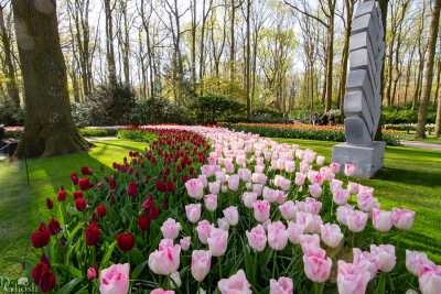 keukenhof2019/_MG_8737-web.jpg