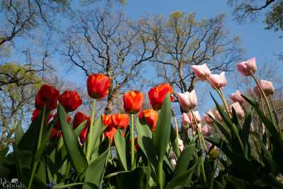 keukenhof2019/_MG_8740-web.jpg