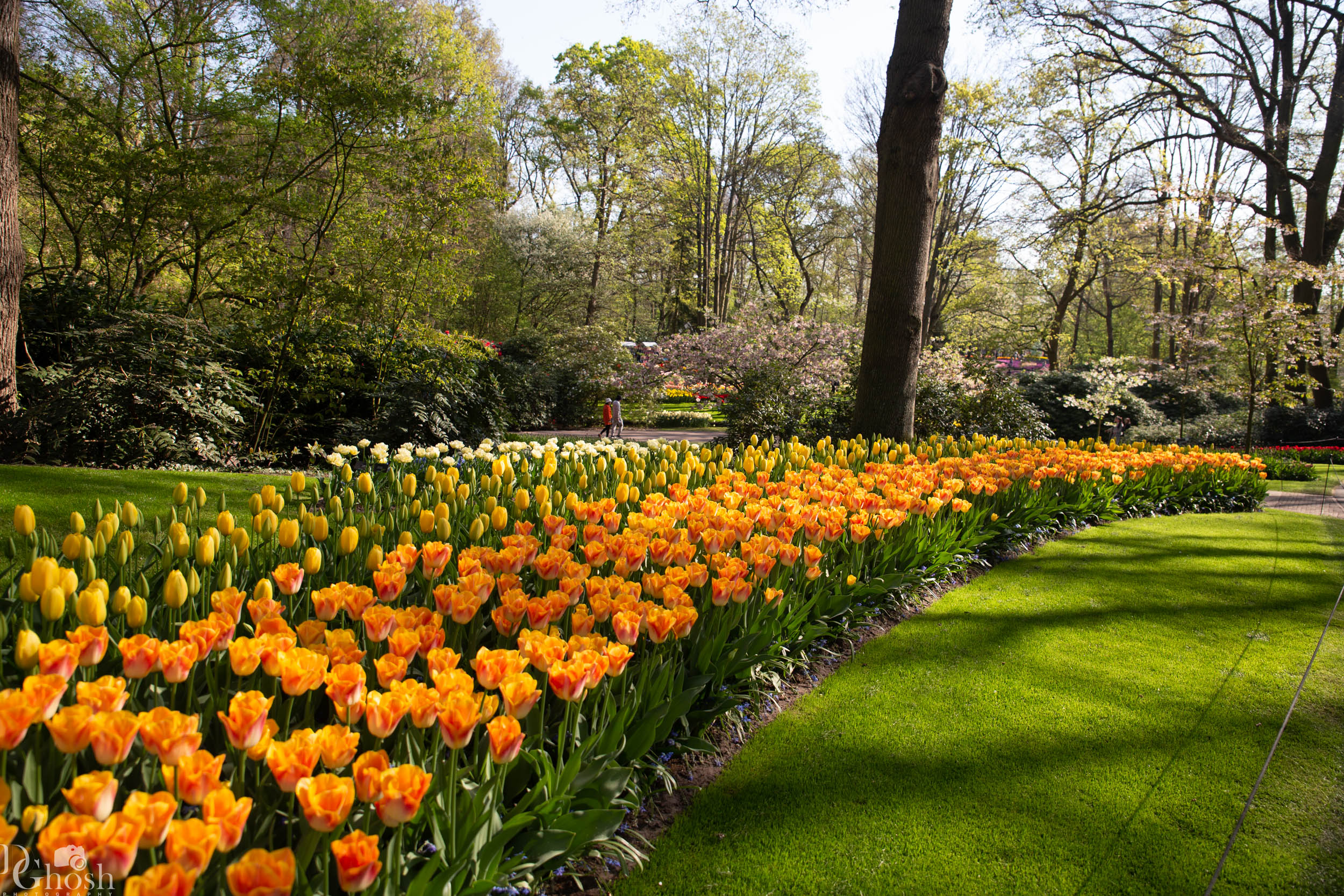 keukenhof2019/_MG_8742-web.jpg