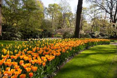 keukenhof2019/_MG_8742-web.jpg