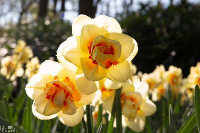 keukenhof2019/_MG_8751-web.jpg