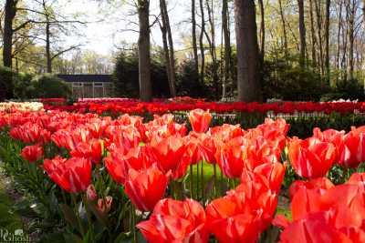 keukenhof2019/_MG_8768-web.jpg