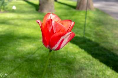 keukenhof2019/_MG_8772-web.jpg