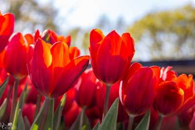 keukenhof2019/_MG_8805-web.jpg