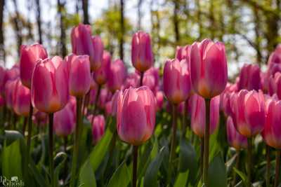 keukenhof2019/_MG_8810-web.jpg