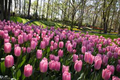 keukenhof2019/_MG_8814-web.jpg