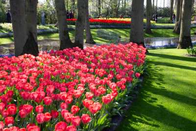 keukenhof2019/_MG_8824-web.jpg