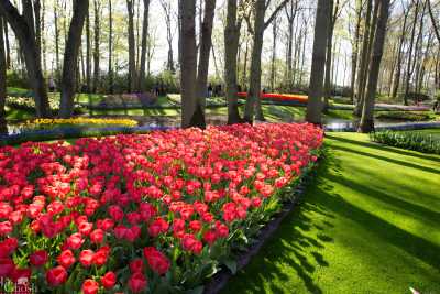 keukenhof2019/_MG_8828-web.jpg