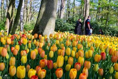 keukenhof2019/_MG_8831-web.jpg