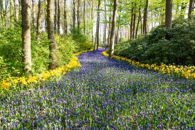 keukenhof2019/_MG_8836-web.jpg