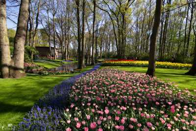 keukenhof2019/_MG_8838-web.jpg