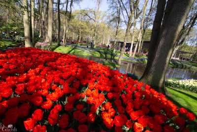 keukenhof2019/_MG_8851-web.jpg