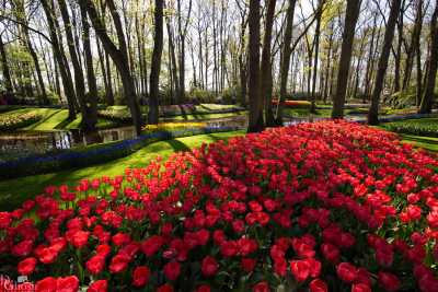 keukenhof2019/_MG_8859-web.jpg