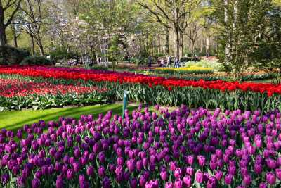 keukenhof2019/_MG_8865-web.jpg