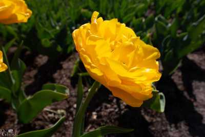 keukenhof2019/_MG_8892-web.jpg