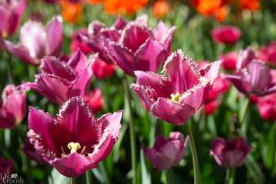 keukenhof2019/_MG_8904-web.jpg