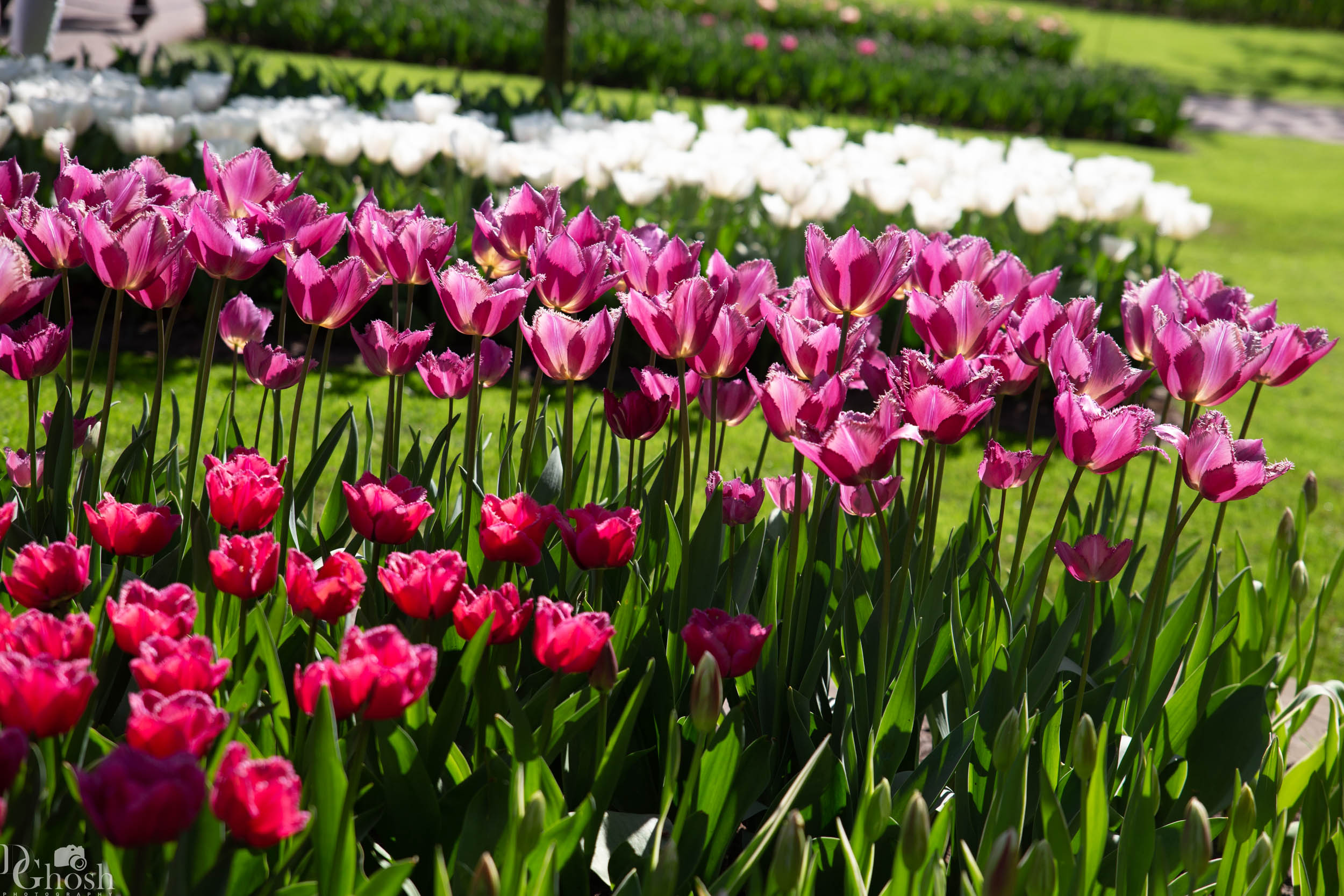 keukenhof2019/_MG_8906-web.jpg