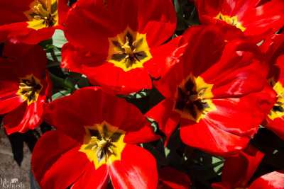 keukenhof2019/_MG_8922-web.jpg