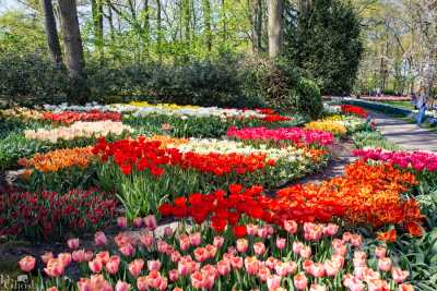 keukenhof2019/_MG_8958-web.jpg