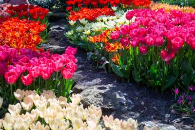 keukenhof2019/_MG_8965-web.jpg