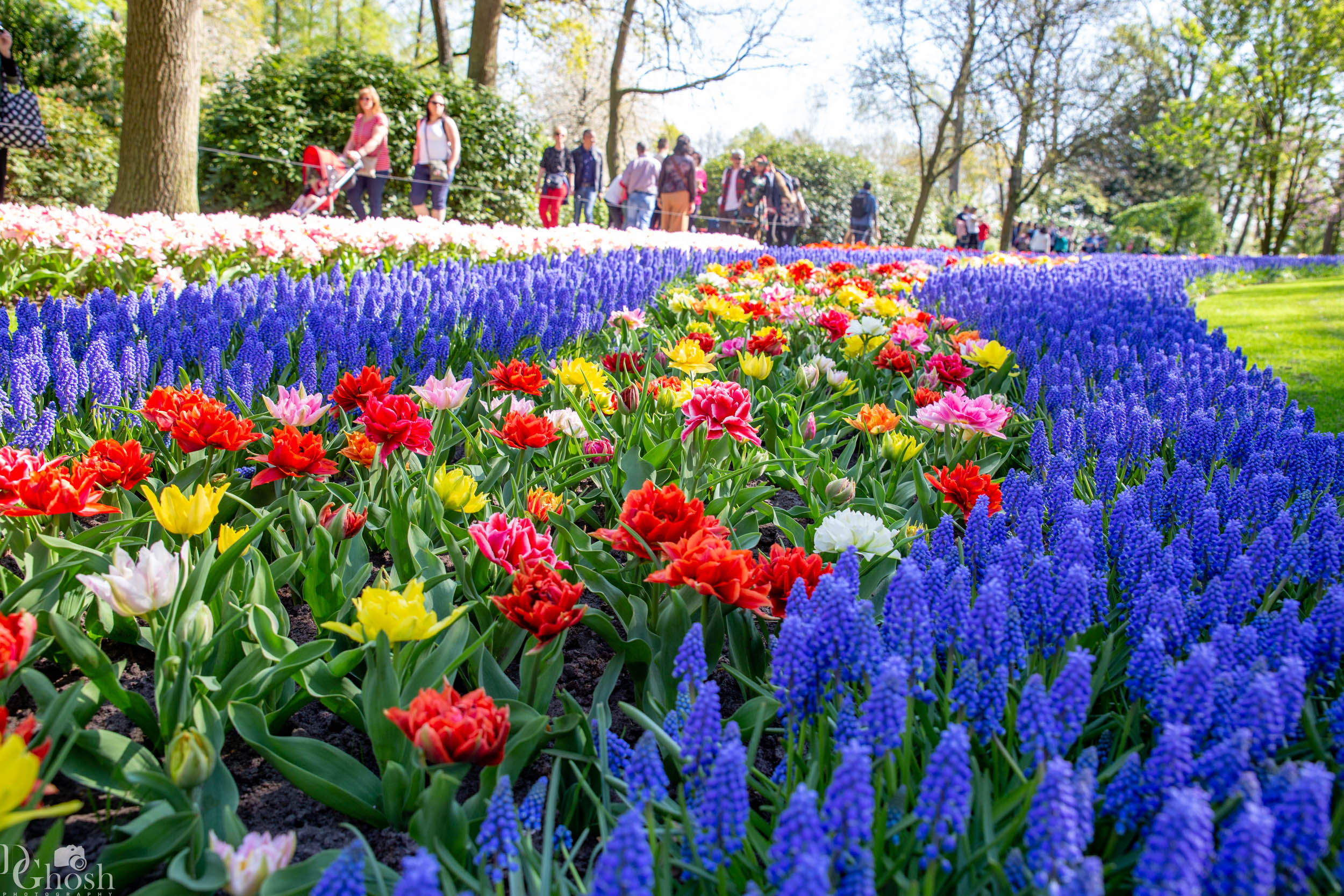 keukenhof2019/_MG_8981-web.jpg