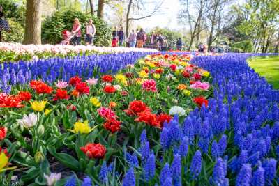 keukenhof2019/_MG_8981-web.jpg