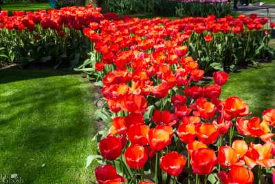 keukenhof2019/_MG_8995-web.jpg