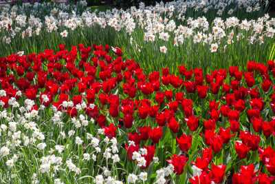 keukenhof2019/_MG_8999-web.jpg