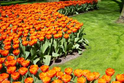 keukenhof2019/_MG_9002-web.jpg