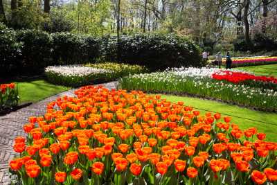 keukenhof2019/_MG_9006-web.jpg