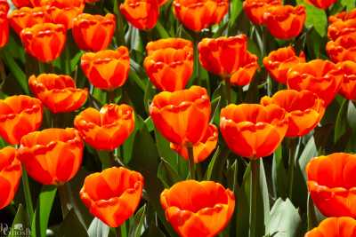 keukenhof2019/_MG_9007-web.jpg